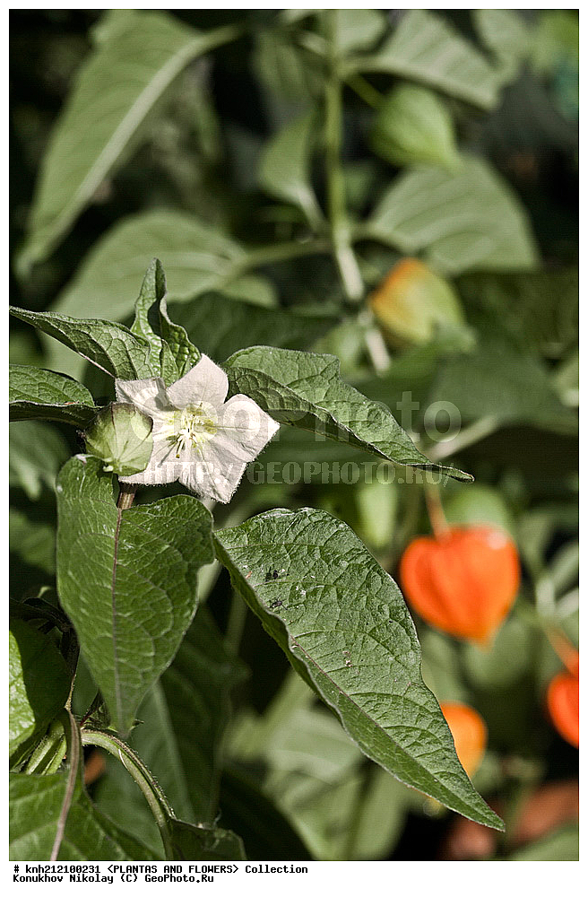 ��������, �����, ������ ��������, ���������� ��������, ������� ������������ , Physalis alkekengi, ���������� ��������, ������� ��������, ������, �����, �����������, DONE, ���������, Solanaceae, ������� ������, ��������� �������, ��������� �����, ϸ��� �����, ���������� �����, ���������� �������, ������, XYZ, ����������� ������, ����������� ����������� �����