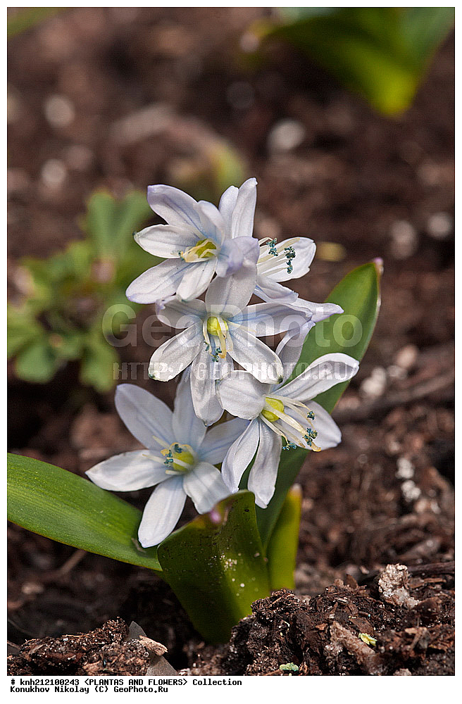 ��������, �����, ������ ��������, ���������� ��������, �������� ������� , Scilla mischtschenkoana, ������� ��������, ������, �����, �����������, Hyacinthaaceae, ���������, Asparagaceae, �����������, �������� ���������, Scilla tubergiana, DONE, ���������� �������, Hyacinthaceae, ������, XYZ, ����������� ������, ����������� ����������� �����