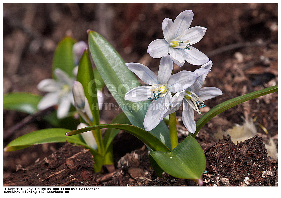 ��������, �����, ������ ��������, ���������� ��������, �������� ������� , Scilla mischtschenkoana, ������� ��������, ������, �����, �����������, Hyacinthaaceae, ���������, Asparagaceae, �����������, �������� ���������, Scilla tubergiana, DONE, ���������� �������, Hyacinthaceae, ������, XYZ, ����������� ������, ����������� ����������� �����