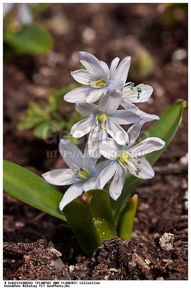 ��������, �����, ������ ��������, ���������� ��������, �������� ������� , Scilla mischtschenkoana, ������� ��������, ������, �����, �����������, Hyacinthaaceae, ���������, Asparagaceae, �����������, �������� ���������, Scilla tubergiana, DONE, ���������� �������, Hyacinthaceae, ������, XYZ, ����������� ������, ����������� ����������� �����