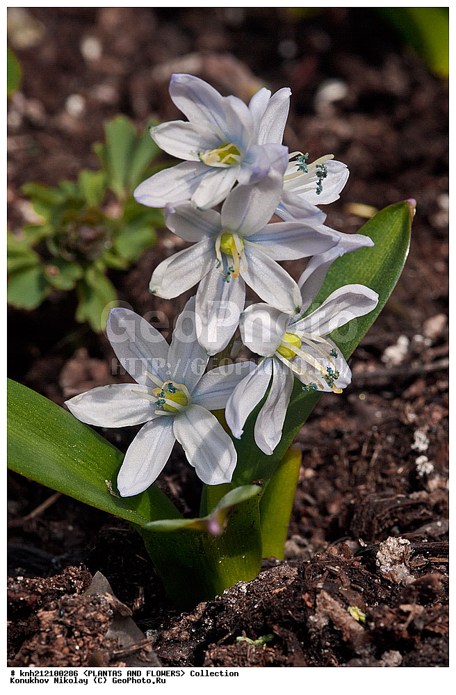 ��������, �����, ������ ��������, ���������� ��������, �������� ������� , Scilla mischtschenkoana, ������� ��������, ������, �����, �����������, Hyacinthaaceae, ���������, Asparagaceae, �����������, �������� ���������, Scilla tubergiana, DONE, ���������� �������, Hyacinthaceae, ������, XYZ, ����������� ������, ����������� ����������� �����