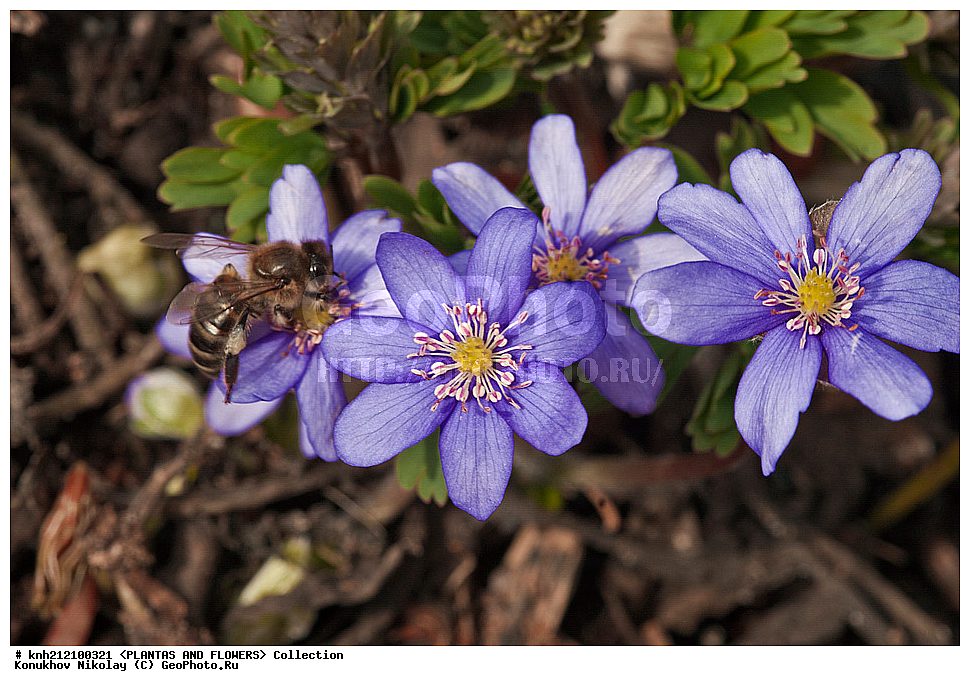 ��������, �����, ������ ��������, ���������� ��������, ����������� ����������� , Hepatica nobilis, ���������� ��������, ������� ��������, ������, �����, �����������, ����������, DONE, ���������, Ranunculaceae, ����������� ������������, ���������� �������, ������, XYZ, ����������� ������, ����������� ����������� �����