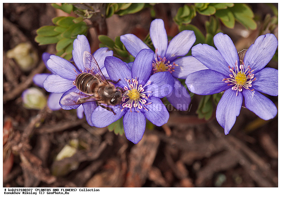 ��������, �����, ������ ��������, ���������� ��������, ����������� ����������� , Hepatica nobilis, ���������� ��������, ������� ��������, ������, �����, �����������, ����������, DONE, ���������, Ranunculaceae, ����������� ������������, ���������� �������, ������, XYZ, ����������� ������, ����������� ����������� �����