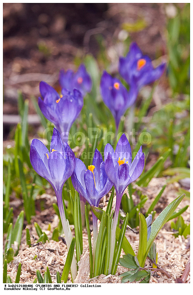 ��������, �����, ������ ��������, ���������� ��������, ������/������ , Crocus sp., ���������� ��������, ������� ��������, ������, �����, �����������, ����������, ��������, �����������, Iridaceae, DONE, ���������� �������, ������, XYZ, ����������� ������, ����������� ����������� �����