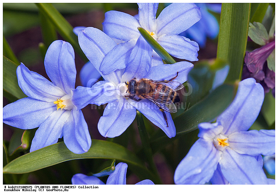 ��������, �����, ������ ��������, ���������� ��������, ���������� ������� , Chionodoxa luciliae, ���������� ��������, ������� ��������, ������, �����, �����������, ����������, Chionodoxa gigantea, Scilla luciliae, �����������, Hyacinthaaceae, ���������, Asparagaceae, DONE, ���������� �������, Hyacinthaceae, ������, XYZ, ����������� ������, ����������� ����������� �����