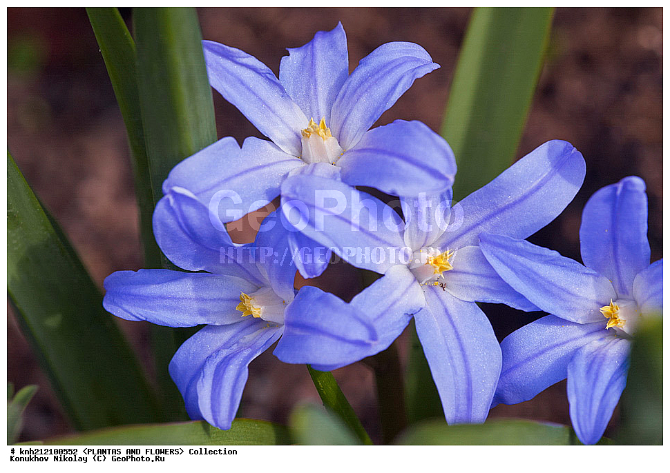 ��������, �����, ������ ��������, ���������� ��������, ���������� ������� , Chionodoxa luciliae, ���������� ��������, ������� ��������, ������, �����, �����������, ����������, Chionodoxa gigantea, Scilla luciliae, �����������, Hyacinthaaceae, ���������, Asparagaceae, DONE, ���������� �������, Hyacinthaceae, ������, XYZ, ����������� ������, ����������� ����������� �����
