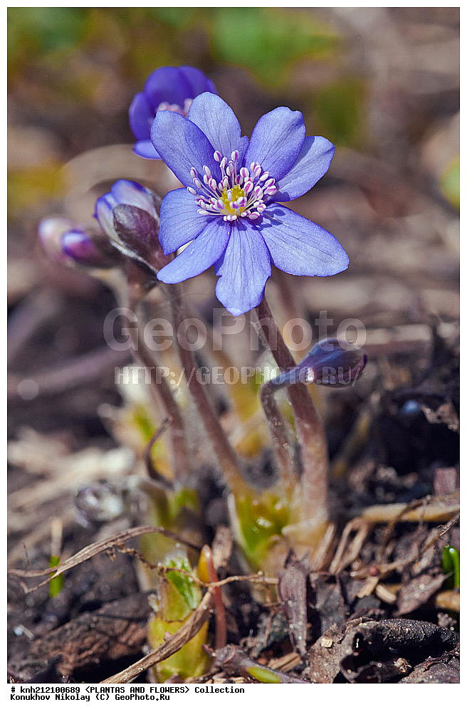 ��������, �����, ������ ��������, ���������� ��������, ����������� ����������� , Hepatica nobilis, ���������� ��������, ������� ��������, ������, �����, �����������, ����������, DONE, ���������, Ranunculaceae, ����������� ������������, ���������� �������, ������, XYZ, ����������� ������, ����������� ����������� �����