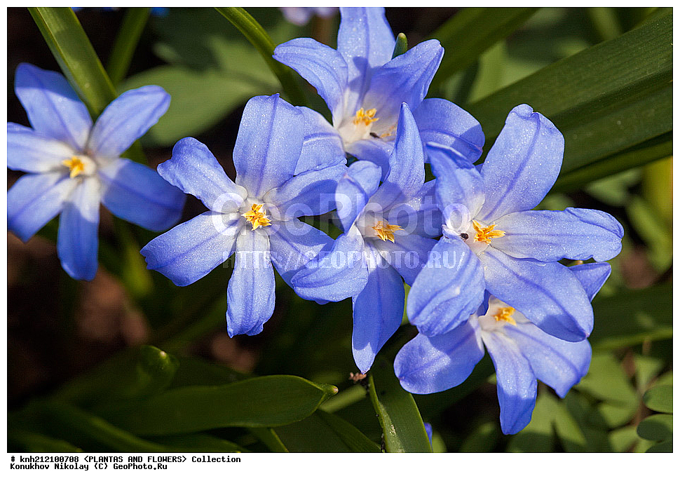 ��������, �����, ������ ��������, ���������� ��������, ���������� ������� , Chionodoxa luciliae, ���������� ��������, ������� ��������, ������, �����, �����������, ����������, Chionodoxa gigantea, Scilla luciliae, �����������, Hyacinthaaceae, ���������, Asparagaceae, DONE, ���������� �������, Hyacinthaceae, ������, XYZ, ����������� ������, ����������� ����������� �����