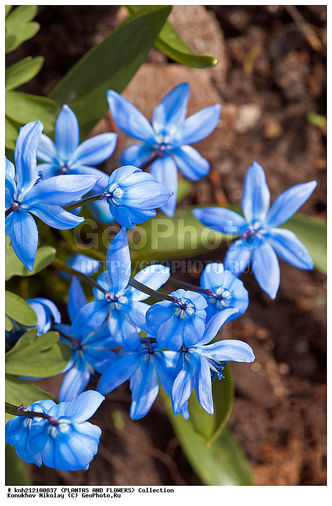 ��������, �����, ������ ��������, ���������� ��������, �������� ��������� , Scilla sibirica, ������� ��������, ������, �����, �����������, Hyacinthaaceae, ���������, Asparagaceae, �����������, DONE, ���������� �������, Scilla siberica, Scilla mordakiae, Hyacinthaceae, ������, XYZ, ����������� ������, ����������� ����������� �����