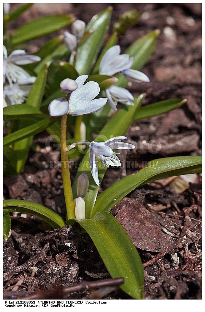 ��������, �����, ������ ��������, ���������� ��������, �������� ������� , Scilla mischtschenkoana, ������� ��������, ������, �����, �����������, Hyacinthaaceae, ���������, Asparagaceae, �����������, �������� ���������, Scilla tubergiana, DONE, ���������� �������, Hyacinthaceae, ������, XYZ, ����������� ������, ����������� ����������� �����