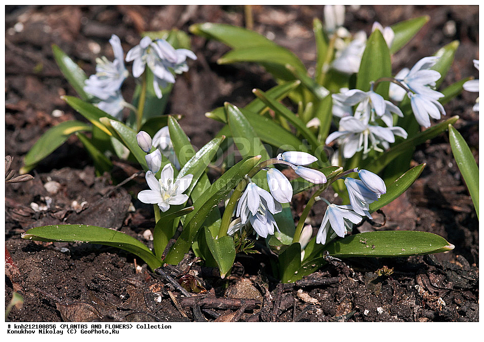 ��������, �����, ������ ��������, ���������� ��������, �������� ������� , Scilla mischtschenkoana, ������� ��������, ������, �����, �����������, Hyacinthaaceae, ���������, Asparagaceae, �����������, �������� ���������, Scilla tubergiana, DONE, ���������� �������, Hyacinthaceae, ������, XYZ, ����������� ������, ����������� ����������� �����