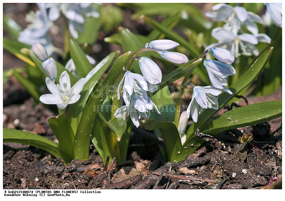 ��������, �����, ������ ��������, ���������� ��������, �������� ������� , Scilla mischtschenkoana, ������� ��������, ������, �����, �����������, Hyacinthaaceae, ���������, Asparagaceae, �����������, �������� ���������, Scilla tubergiana, DONE, ���������� �������, Hyacinthaceae, ������, XYZ, ����������� ������, ����������� ����������� �����