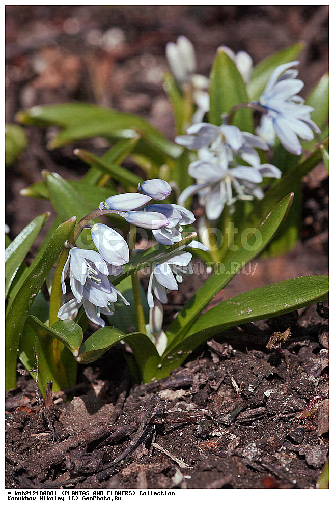��������, �����, ������ ��������, ���������� ��������, �������� ������� , Scilla mischtschenkoana, ������� ��������, ������, �����, �����������, Hyacinthaaceae, ���������, Asparagaceae, �����������, �������� ���������, Scilla tubergiana, DONE, ���������� �������, Hyacinthaceae, ������, XYZ, ����������� ������, ����������� ����������� �����