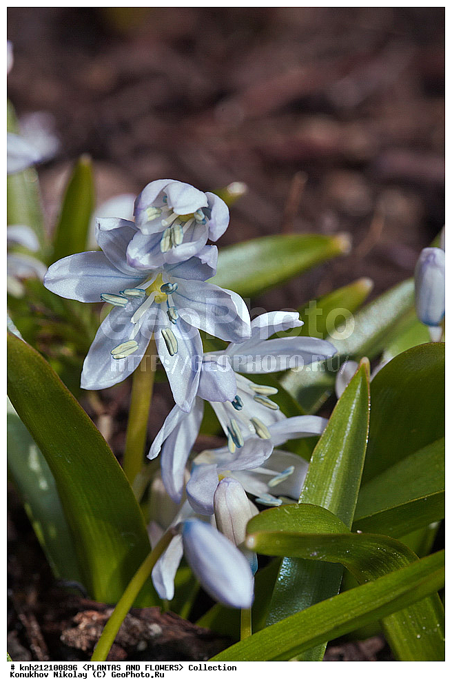 ��������, �����, ������ ��������, ���������� ��������, �������� ������� , Scilla mischtschenkoana, ������� ��������, ������, �����, �����������, Hyacinthaaceae, ���������, Asparagaceae, �����������, �������� ���������, Scilla tubergiana, DONE, ���������� �������, Hyacinthaceae, ������, XYZ, ����������� ������, ����������� ����������� �����