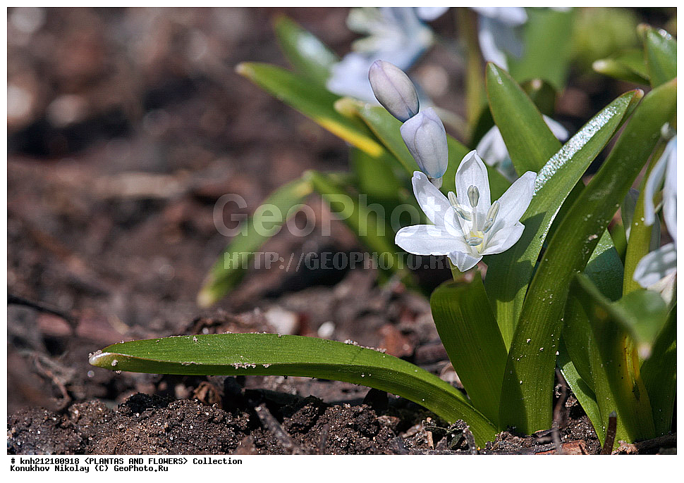 ��������, �����, ������ ��������, ���������� ��������, �������� ������� , Scilla mischtschenkoana, ������� ��������, ������, �����, �����������, Hyacinthaaceae, ���������, Asparagaceae, �����������, �������� ���������, Scilla tubergiana, DONE, ���������� �������, Hyacinthaceae, ������, XYZ, ����������� ������, ����������� ����������� �����