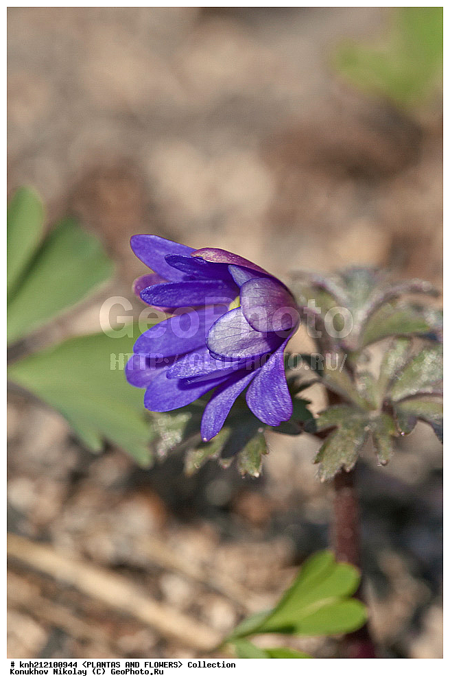 ��������, �����, ������ ��������, ���������� ��������, ��������� ������ , Anemone blanda, ���������� ��������, ������� ��������, ������, �����, �����������, ����������, ���������, Ranunculaceae, DONE, ���������� �������, ���������� ������, ����������� ������, Anemonoides blanda, ������, XYZ, ����������� ������, ����������� ����������� �����