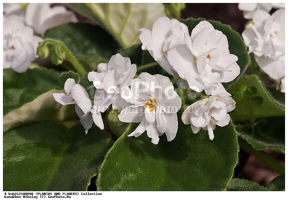 ��������, �����, ������ ��������, ���������� ��������, ����������� ������ , Saintpaulia hybrida, ��������� ��������, ���������, ������, �����, ����������� ��������, DONE, �����������, Gesneriaceae, XYZ