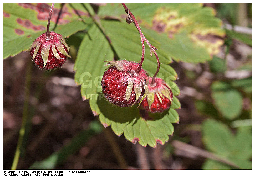 ��������, �����, ������ ��������, ���������� ��������, �������� ��������� , Fragaria moschata, ������� ��������, �����, �����, �����������, ����������, ���������� ���., ��������� ���������, ��������� ���������, ������������, �������, �����������, Rosaceae, DONE, ����������, ���������� �������, ������, ������, XYZ, ����������� ������, ����������� ����������� �����