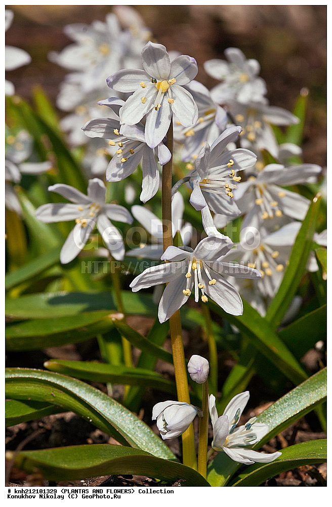 ��������, �����, ������ ��������, ���������� ��������, �������� ������� , Scilla mischtschenkoana, ������� ��������, ������, �����, �����������, Hyacinthaaceae, ���������, Asparagaceae, �����������, �������� ���������, Scilla tubergiana, DONE, ���������� �������, Hyacinthaceae, ������, XYZ, ����������� ������, ����������� ����������� �����