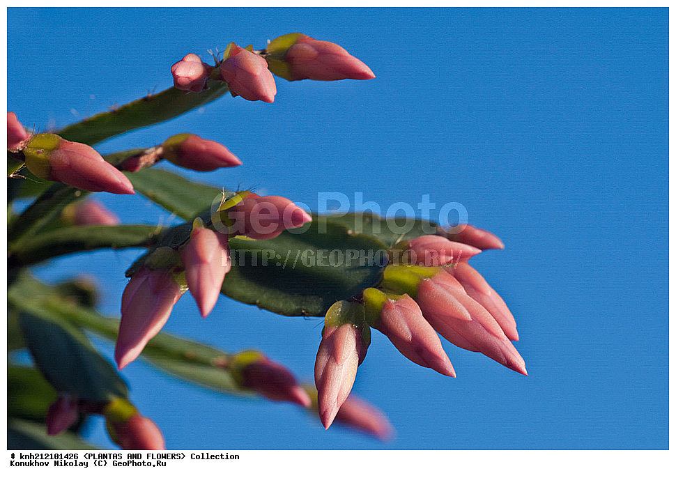 ��������, �����, ������ ��������, ���������� ��������, ������������� ������� , Rhipsalidopsis rosea, ��������� ��������, ������, �����, ����������� ��������, ���������� ������, Hatiora rosea, Pink Easter Cactus, Pink Whitsun Cactus, ����������, �������, Cactaceae, DONE, XYZ