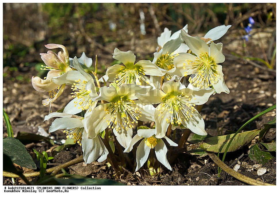 ��������, �����, ������ ��������, ���������� ��������, �������� ������ , Helleborus niger, ������� ��������, ������, �����, ���������, Ranunculaceae, �����������, DONE, ���������� �������, ������, XYZ, ����������� ������, ����������� ����������� �����