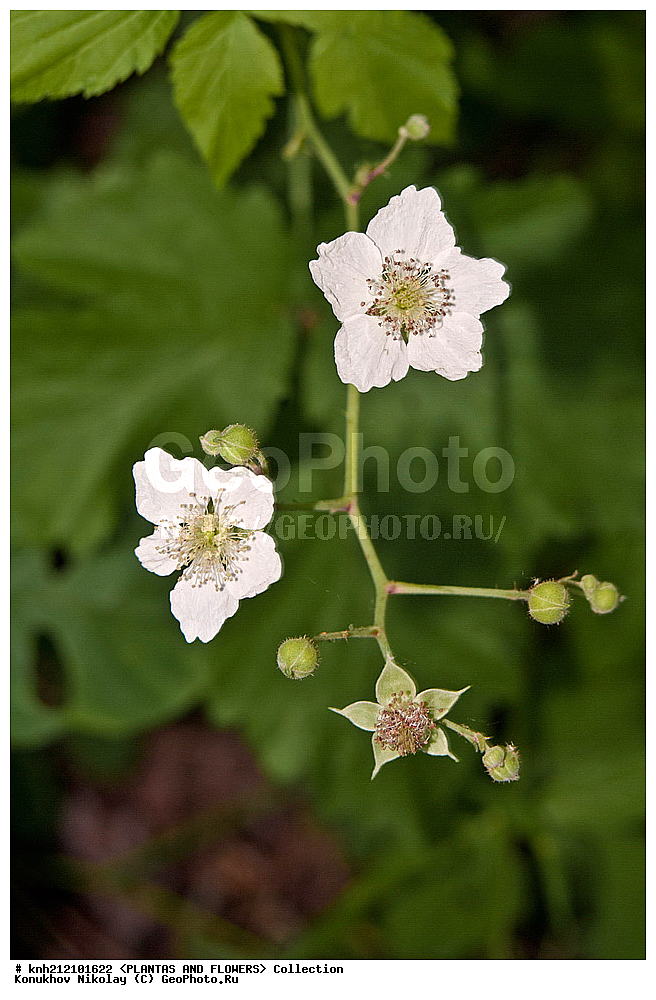 ��������, �����, ������ ��������, ���������� ��������, ������� , Rubus caesius, ������� ��������, �����, ������, �����������, ����������, ���������� ���., ������� ����-�������, ������������, �������, �����������, Rosaceae, DONE, ����������, ���������� �������, ������, ������, XYZ, ����������� ������, ����������� ����������� �����