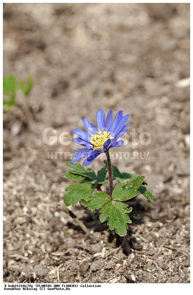 ��������, �����, ������ ��������, ���������� ��������, ��������� ������ , Anemone blanda, ���������� ��������, ������� ��������, ������, �����, �����������, ����������, ���������, Ranunculaceae, DONE, ���������� �������, ���������� ������, ����������� ������, Anemonoides blanda, ������, XYZ, ����������� ������, ����������� ����������� �����