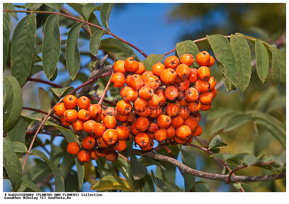 ��������, �����, ������ ��������, ���������� ��������, ������ ������������ , Sorbus aucuparia, ������� ��������, �����, �����, ����, �����, �����������, DONE, ������������, �������, �����������, Rosaceae, ���������� �������, ������, XYZ, ����������� ������, ����������� ����������� �����