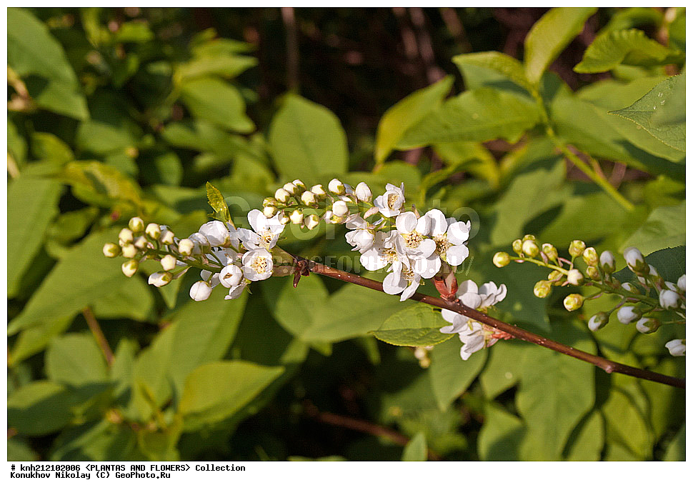 ��������, �����, ������ ��������, ���������� ��������, �������� ������������ , Prunus padus, ���������� ��������, ������� ��������, ������, �����, �����������, DONE, ������������, �������, �����������, Rosaceae, ������� ������������, ������� ������, �������� ��������, , �������� ������, ������� ��������, ���������� �������, ������, XYZ, ����������� ������, ����������� ����������� �����