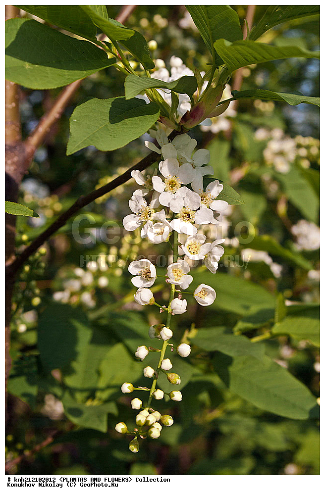 ��������, �����, ������ ��������, ���������� ��������, �������� ������������ , Prunus padus, ���������� ��������, ������� ��������, ������, �����, �����������, DONE, ������������, �������, �����������, Rosaceae, ������� ������������, ������� ������, �������� ��������, , �������� ������, ������� ��������, ���������� �������, ������, XYZ, ����������� ������, ����������� ����������� �����