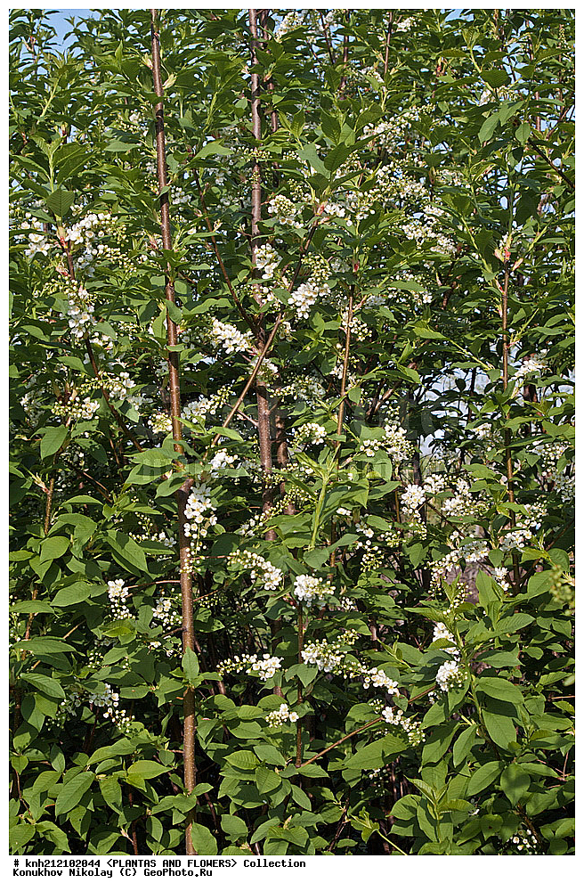 ��������, �����, ������ ��������, ���������� ��������, �������� ������������ , Prunus padus, ���������� ��������, ������� ��������, ������, �����, �����������, DONE, ������������, �������, �����������, Rosaceae, ������� ������������, ������� ������, �������� ��������, , �������� ������, ������� ��������, ���������� �������, ������, XYZ, ����������� ������, ����������� ����������� �����