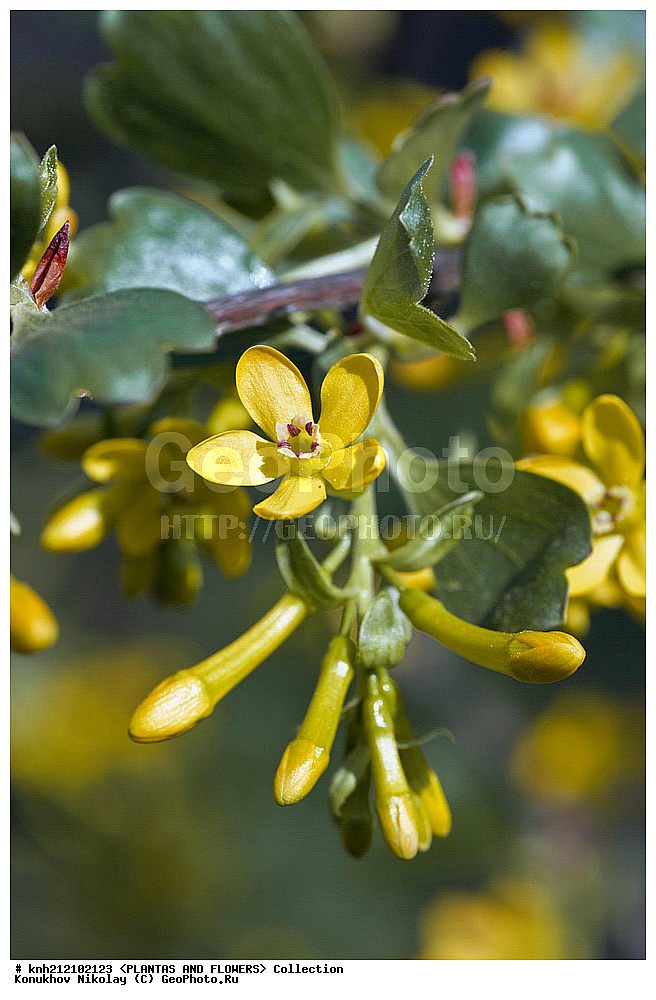 ��������, �����, ������ ��������, ���������� ��������, ��������� ���������� , Ribes aureum, ������� ��������, ������, �����, �����������, ����������, ���������� ���., ��������� �������, �������������, Grossulariaceae, DONE, ����������, ���������� �������, ���������� ���������, ������� ���������, ������, ������, XYZ, ����������� ������, ����������� ����������� �����