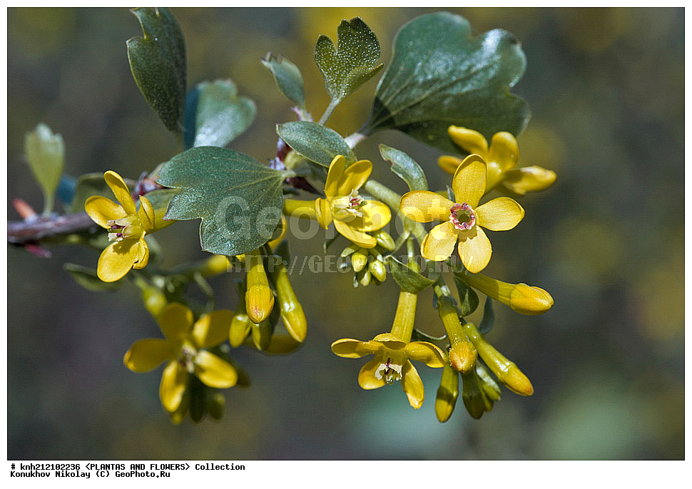 ��������, �����, ������ ��������, ���������� ��������, ��������� ���������� , Ribes aureum, ������� ��������, ������, �����, �����������, ����������, ���������� ���., ��������� �������, �������������, Grossulariaceae, DONE, ����������, ���������� �������, ���������� ���������, ������� ���������, ������, ������, XYZ, ����������� ������, ����������� ����������� �����