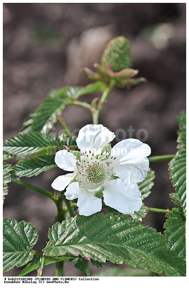 ��������, �����, ������ ��������, ���������� ��������, ������ ����������� , Rubus rosifolius, ������� ��������, �����, ������, �����������, ������������, �������, �����������, Rosaceae, DONE, ���������� �������, ������, XYZ, ����������� ������, ����������� ����������� �����