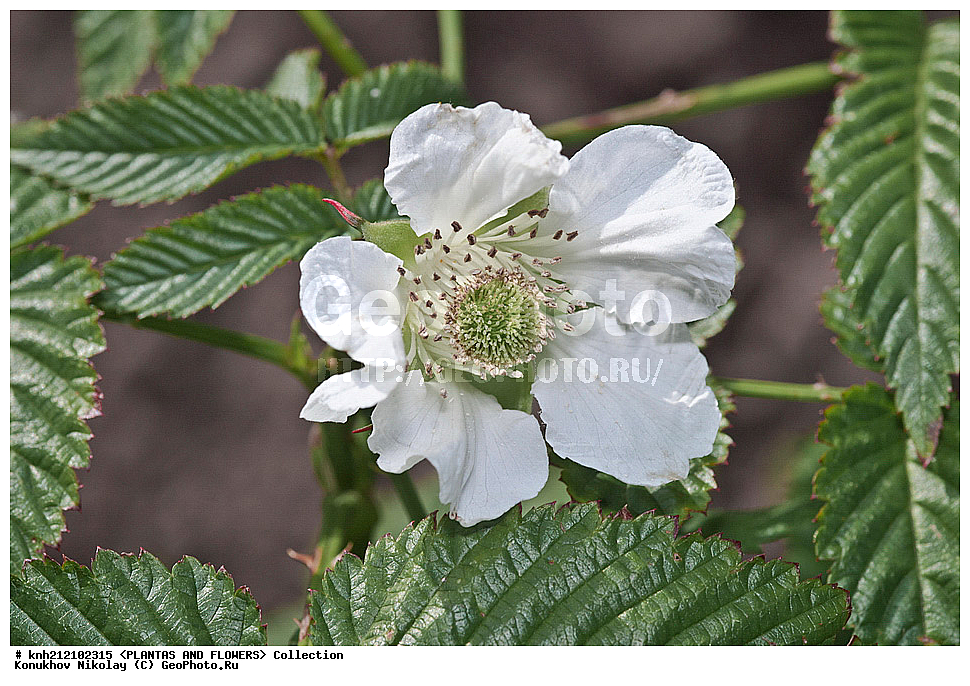 ��������, �����, ������ ��������, ���������� ��������, ������ ����������� , Rubus rosifolius, ������� ��������, �����, ������, �����������, ������������, �������, �����������, Rosaceae, DONE, ���������� �������, ������, XYZ, ����������� ������, ����������� ����������� �����