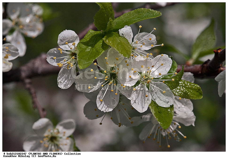 ��������, �����, ������ ��������, ���������� ��������, ����� �������� , Prunus domestica, ������� ��������, ������, �����, �����������, ������������, �������, �����������, Rosaceae, DONE, ���������� �������, ������, XYZ, ����������� ������, ����������� ����������� �����