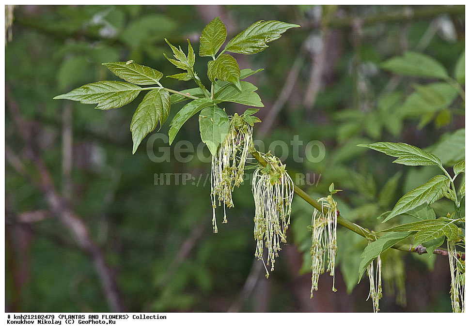 ��������, �����, ������ ��������, ���������� ��������, ��� ������������ , Acer negundo, ������, �����, ������������ ��������, ����������, ���������� �������, ��������� �-�, DONE, ����������, Sapindaceae, ��� ������������, ����������, ������, XYZ