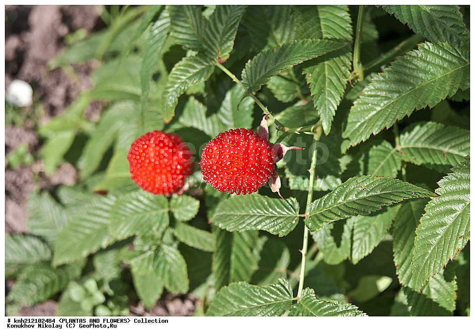 ��������, �����, ������ ��������, ���������� ��������, ������ ����������� , Rubus rosifolius, ������� ��������, �����, �����, �����������, ������������, �������, �����������, Rosaceae, DONE, ���������� �������, ������, XYZ, ����������� ������, ����������� ����������� �����