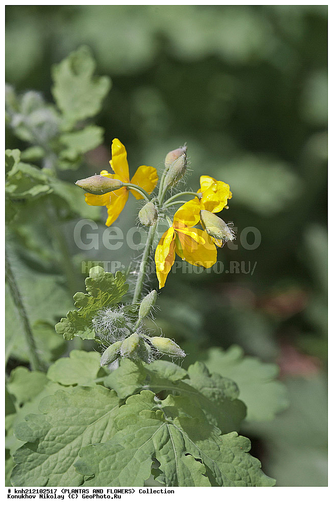 ��������, �����, ������ ��������, ���������� ��������, �������� ������� , Chelidonium majus, ���������� ��������, ������, �����, ������������ ��������, ����������, ���������� �������, ��������� �-�, DONE �������, Papaveraceae, ������������, �������������, ����������, ������, XYZ