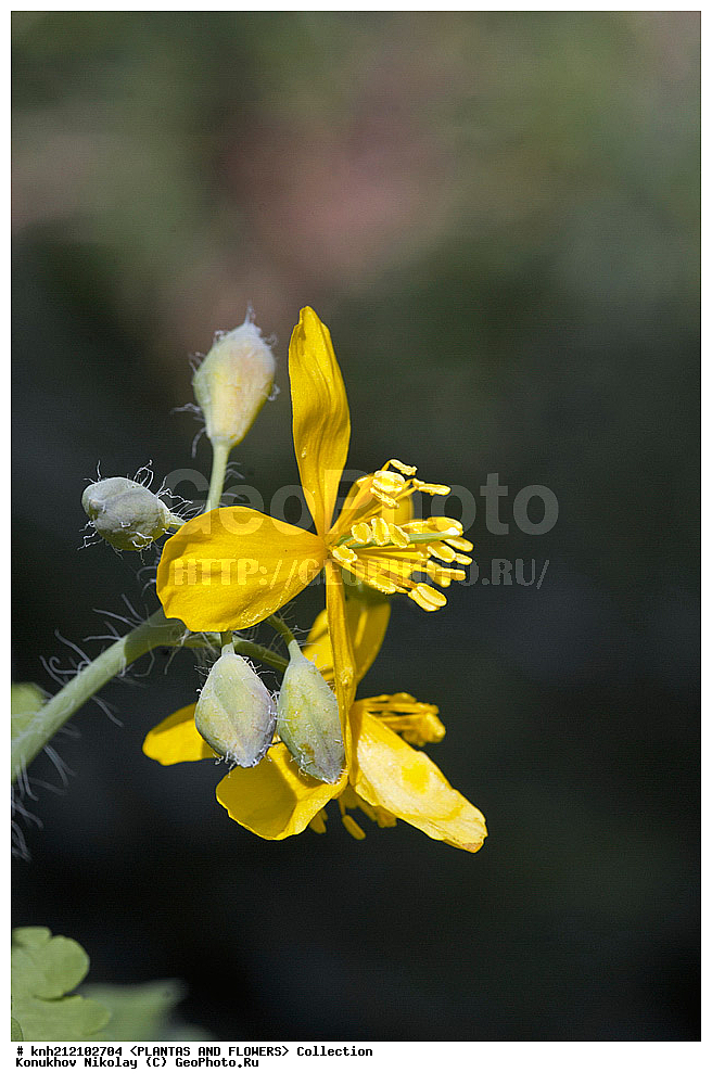 ��������, �����, ������ ��������, ���������� ��������, �������� ������� , Chelidonium majus, ���������� ��������, ������, �����, ������������ ��������, ����������, ���������� �������, ��������� �-�, DONE �������, Papaveraceae, ������������, �������������, ����������, ������, XYZ