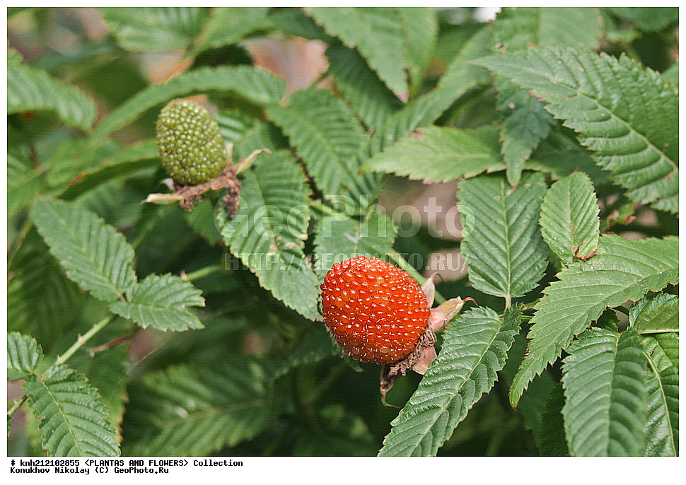 ��������, �����, ������ ��������, ���������� ��������, ������ ����������� , Rubus rosifolius, ������� ��������, �����, �����, �����������, ������������, �������, �����������, Rosaceae, DONE, ���������� �������, ������, XYZ, ����������� ������, ����������� ����������� �����