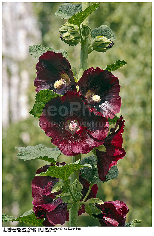 ��������, �����, ������ ��������, ���������� ��������, ������ , Althaea rosea, ���������� ��������, ������� ��������, ������, �����, DONE, ���������, Malvaceae, �������� ������������ , ����-���� �������, �������� �������, ����-���� ������������, �������� ������������, ����, ����� �������, Alcea rosea, Althaea chinensis, Althaea ficifolia, ����������, ���������� �������, ��������� �����, ����������, ������, XYZ