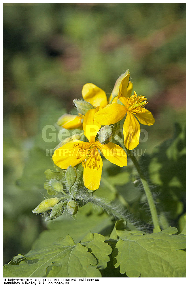 ��������, �����, ������ ��������, ���������� ��������, �������� ������� , Chelidonium majus, ���������� ��������, ������, �����, ������������ ��������, ����������, ���������� �������, ��������� �-�, DONE �������, Papaveraceae, ������������, �������������, ����������, ������, XYZ