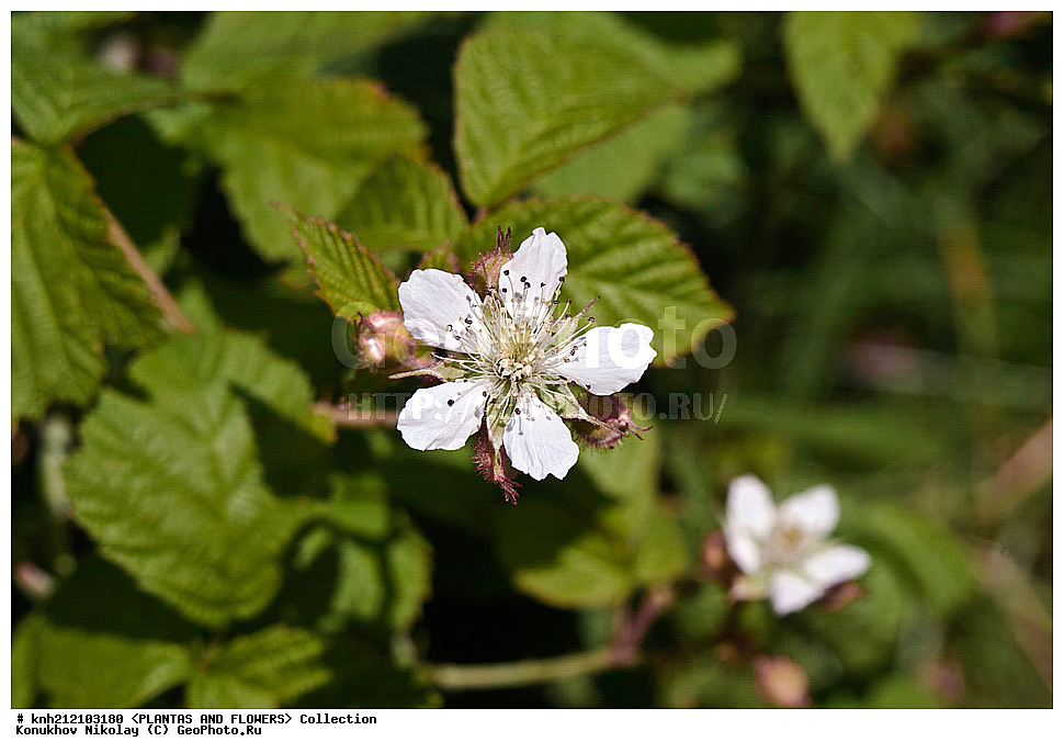 ��������, �����, ������ ��������, ���������� ��������, ������� , Rubus caesius, ������� ��������, �����, ������, �����������, ����������, ���������� ���., ������� ����-�������, ������������, �������, �����������, Rosaceae, DONE, ����������, ���������� �������, ������, ������, XYZ, ����������� ������, ����������� ����������� �����