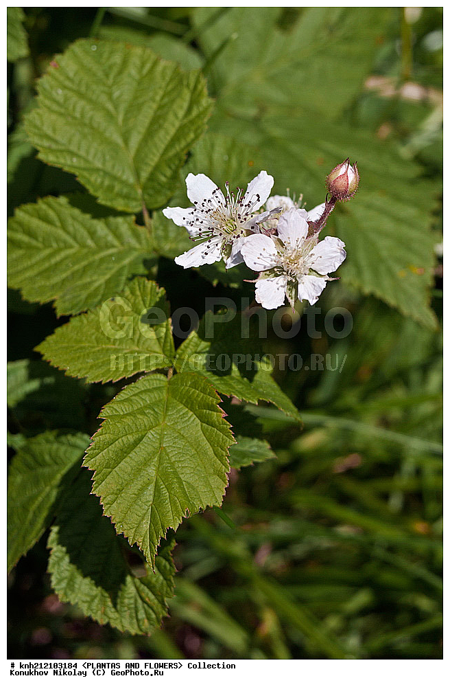 ��������, �����, ������ ��������, ���������� ��������, ������� , Rubus caesius, ������� ��������, �����, ������, �����������, ����������, ���������� ���., ������� ����-�������, ������������, �������, �����������, Rosaceae, DONE, ����������, ���������� �������, ������, ������, XYZ, ����������� ������, ����������� ����������� �����