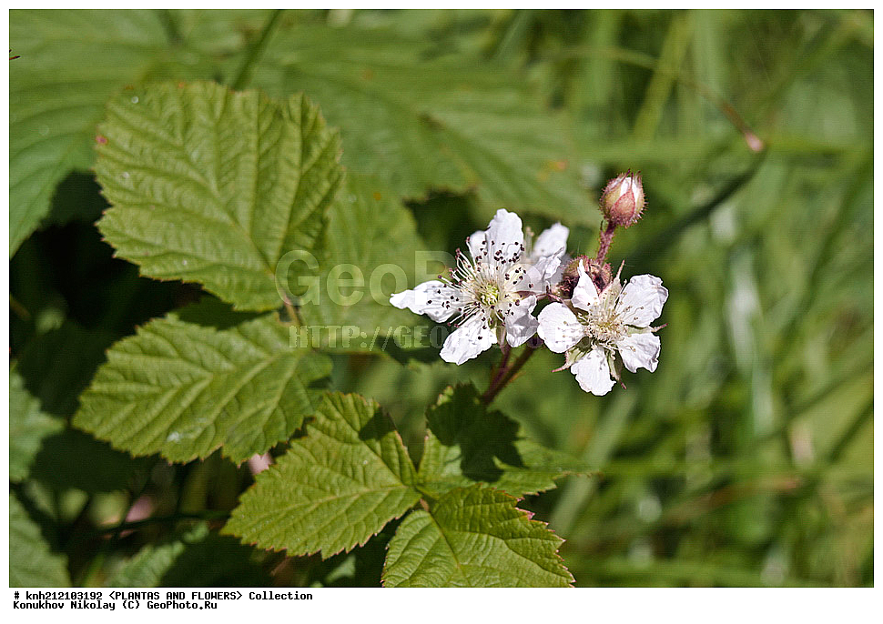 ��������, �����, ������ ��������, ���������� ��������, ������� , Rubus caesius, ������� ��������, �����, ������, �����������, ����������, ���������� ���., ������� ����-�������, ������������, �������, �����������, Rosaceae, DONE, ����������, ���������� �������, ������, ������, XYZ, ����������� ������, ����������� ����������� �����