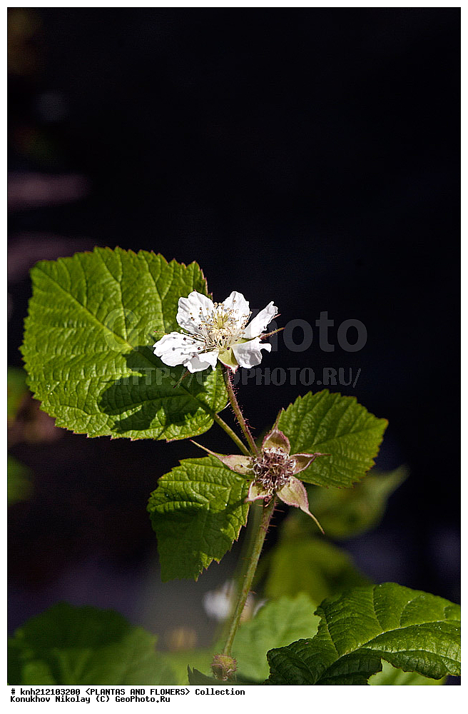 ��������, �����, ������ ��������, ���������� ��������, ������� , Rubus caesius, ������� ��������, �����, ������, �����������, ����������, ���������� ���., ������� ����-�������, ������������, �������, �����������, Rosaceae, DONE, ����������, ���������� �������, ������, ������, XYZ, ����������� ������, ����������� ����������� �����