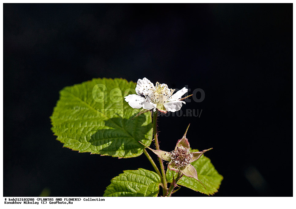 ��������, �����, ������ ��������, ���������� ��������, ������� , Rubus caesius, ������� ��������, �����, ������, �����������, ����������, ���������� ���., ������� ����-�������, ������������, �������, �����������, Rosaceae, DONE, ����������, ���������� �������, ������, ������, XYZ, ����������� ������, ����������� ����������� �����