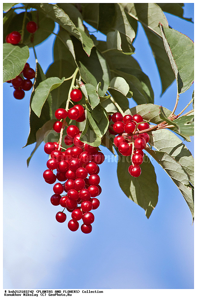 ��������, �����, ������ ��������, ���������� ��������, ������� ���������� , Prunus virginiana, ���������� ��������, �����, �����,  ����������, ���������� �������, DONE, ������������, �������, �����������, Rosaceae, ���e���� ����������, ����������, ������, XYZ