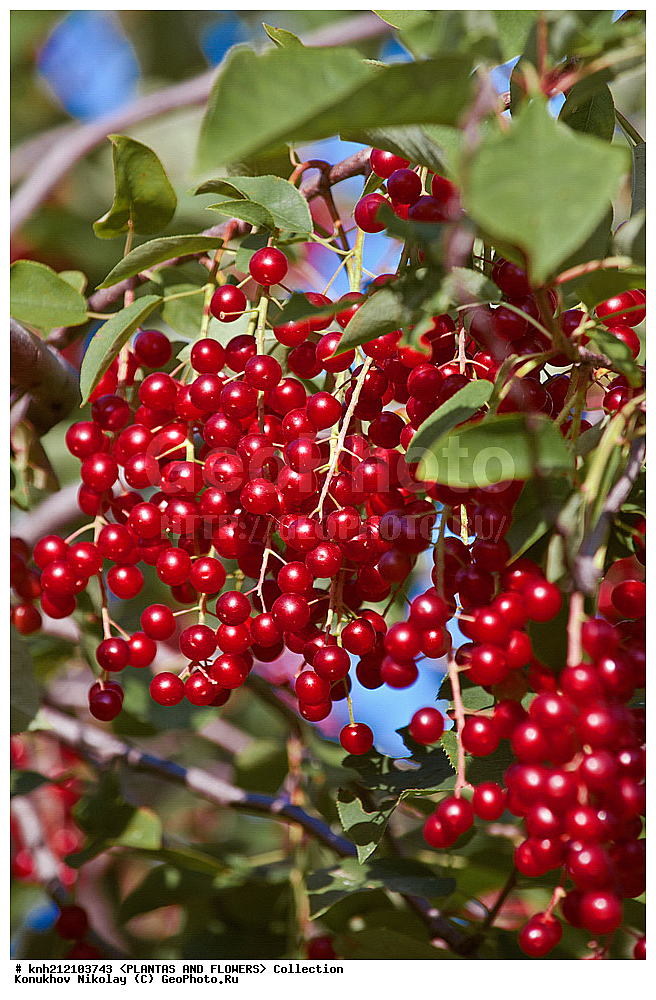 ��������, �����, ������ ��������, ���������� ��������, ������� ���������� , Prunus virginiana, ���������� ��������, �����, �����,  ����������, ���������� �������, DONE, ������������, �������, �����������, Rosaceae, ���e���� ����������, ����������, ������, XYZ